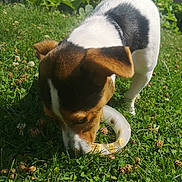 Vaïa participe au concours pour gagner de l'argent avec cette photo : dog, grass, toy, outdoor, pet, animal, sniffing, sunlight, greenery, clover, play, nature, closeup, daylight, small_dog, ears, fur, white_black_brown, lawn, head
