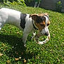 dog, playing, grass, toy, outdoor, pet, sunlight, garden, greenery, animal, white, black, nature, summer, young_dog, collar, leaf, flower, daytime, canine
