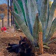 Salem joined the competition — help win amazing prizes! agave, animal, black_cat, cat, collar, daylight, dirt, domestic_cat, fence, green_eyes, green_plant, ground, nature, outdoor, pet, plant, relaxed, resting, side_view, sunlight