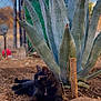 agave, animal, black_cat, cat, collar, daylight, dirt, domestic_cat, fence, green_eyes, green_plant, ground, nature, outdoor, pet, plant, relaxed, resting, side_view, sunlight