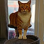 cat, ginger_cat, white_paws, cat_tree, indoor, window, curtain, plush, pet, animal, feline, standing, looking_at_camera, domestic_cat, orange_fur, white_chest, natural_light, home, blurred_background, calm