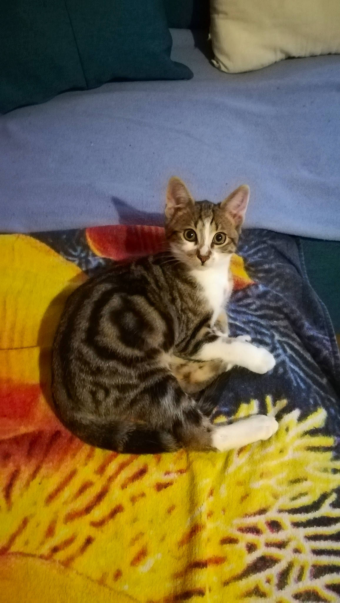 Olympe participe au concours pour gagner de l'argent avec cette photo : carnivore, cat, cat_supply, claw, comfort, couch, domestic_short_haired_cat, felidae, fur, paw, sitting, small_to_medium_sized_cats, snout, tail, terrestrial_animal, tree, whiskers