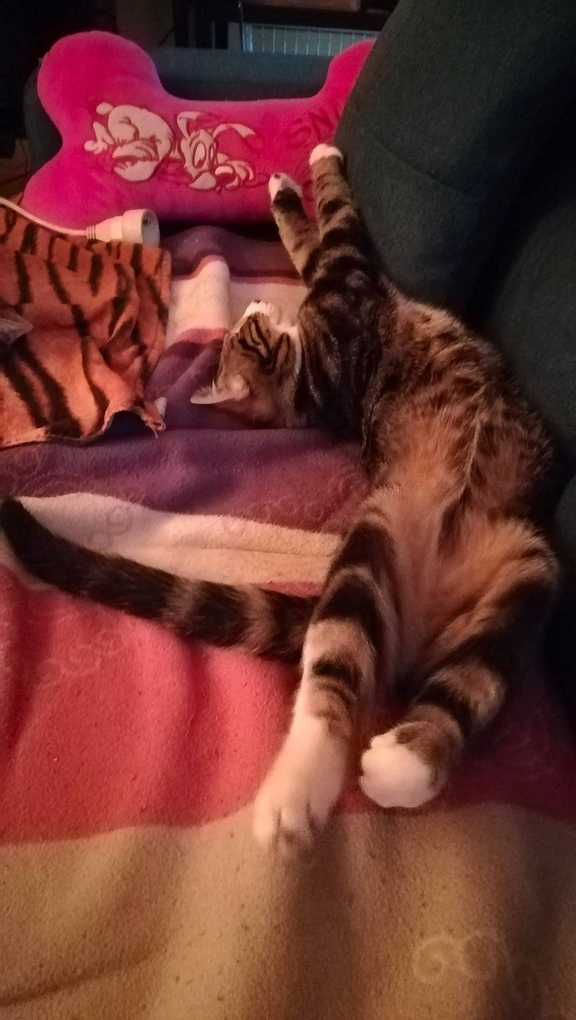 Orion a rejoint le concours — aidez-le/la à gagner de superbes lots ! bed, bedding, carnivore, cat, cloud, comfort, couch, domestic_short_haired_cat, fawn, felidae, flooring, human_leg, linens, paw, sky, small_to_medium_sized_cats, tail, textile, whiskers, wood