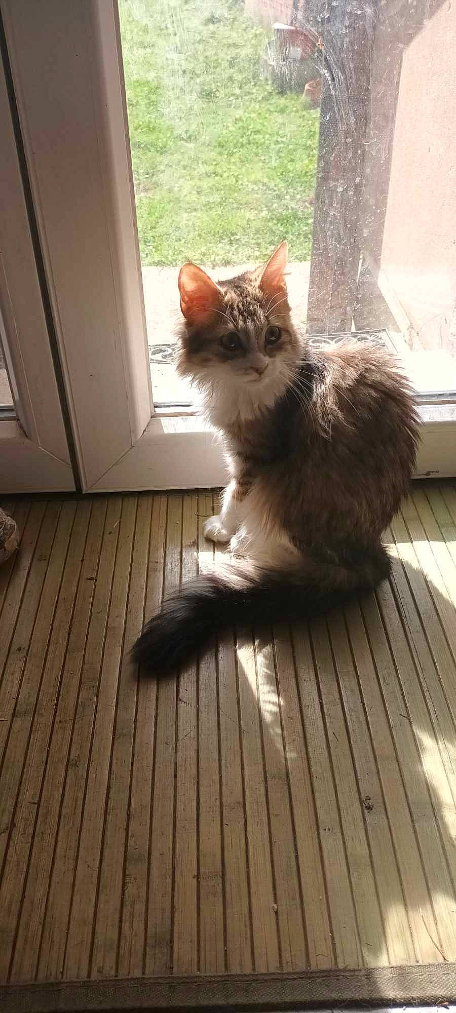 Leya a rejoint le concours — aidez-le/la à gagner de superbes lots ! carnivore, cat, claw, domestic_short_haired_cat, fawn, felidae, flooring, foot, fur, hardwood, human_leg, paw, plant, road_surface, small_to_medium_sized_cats, tail, terrestrial_animal, whiskers, window, wood