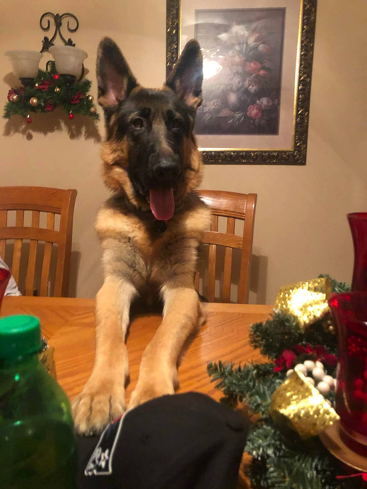 Parker joined the competition — help win amazing prizes! bottle, carnivore, christmas_decoration, christmas_ornament, dog, dog_breed, drinkware, fluid, german_shepherd_dog, holiday, home, interior_design, king_shepherd, liquid, living_room, picture_frame, plastic_bottle, room, snout