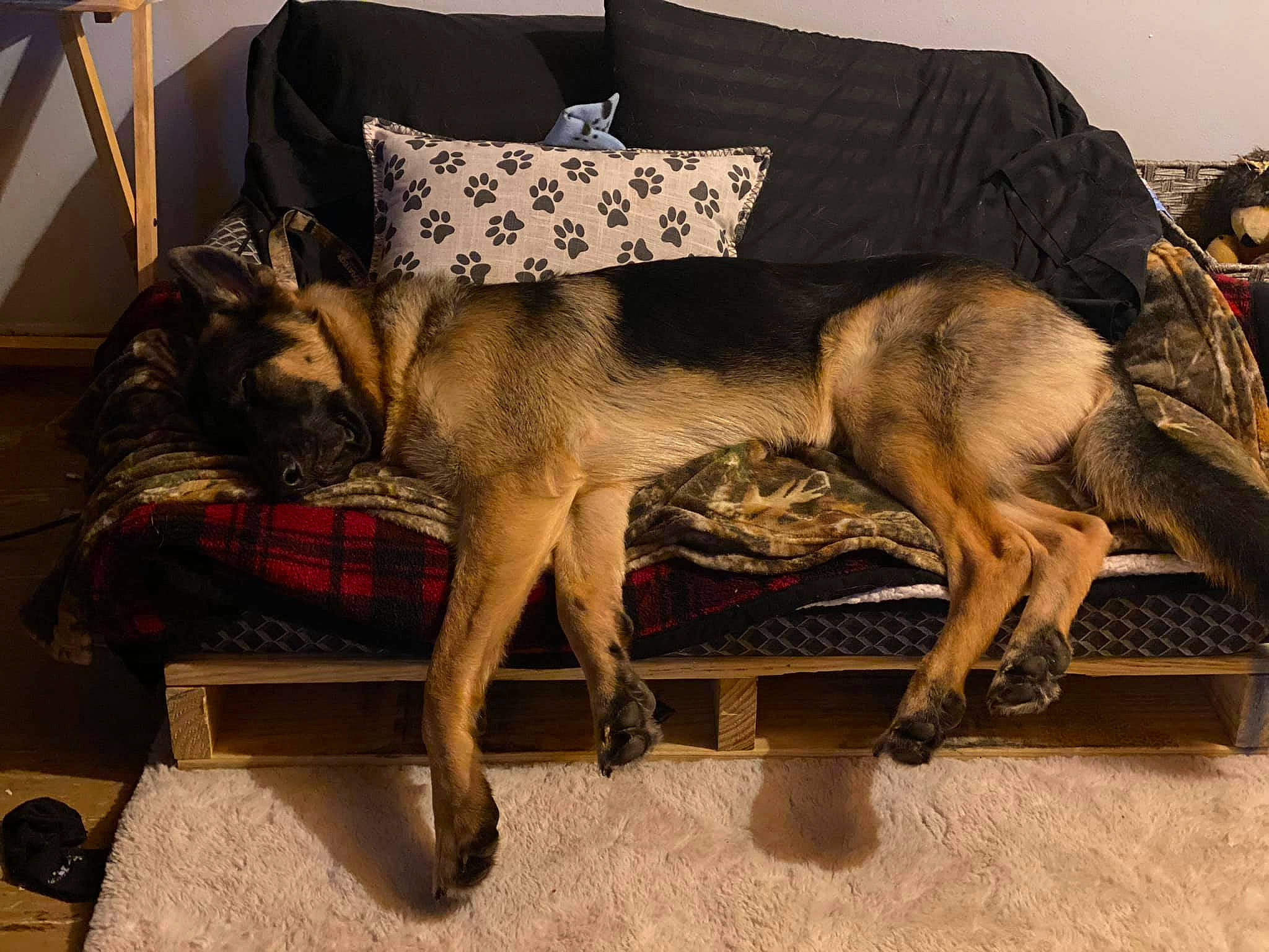 Parker is registered to the contest to win money with this photo: canidae, carnivore, companion_dog, couch, dog, dog_breed, dog_supply, fawn, fur, guard_dog, home, home_accessories, interior_design, living_room, outdoor_furniture, pet_supply, sporting_group, tail, working_animal, working_dog