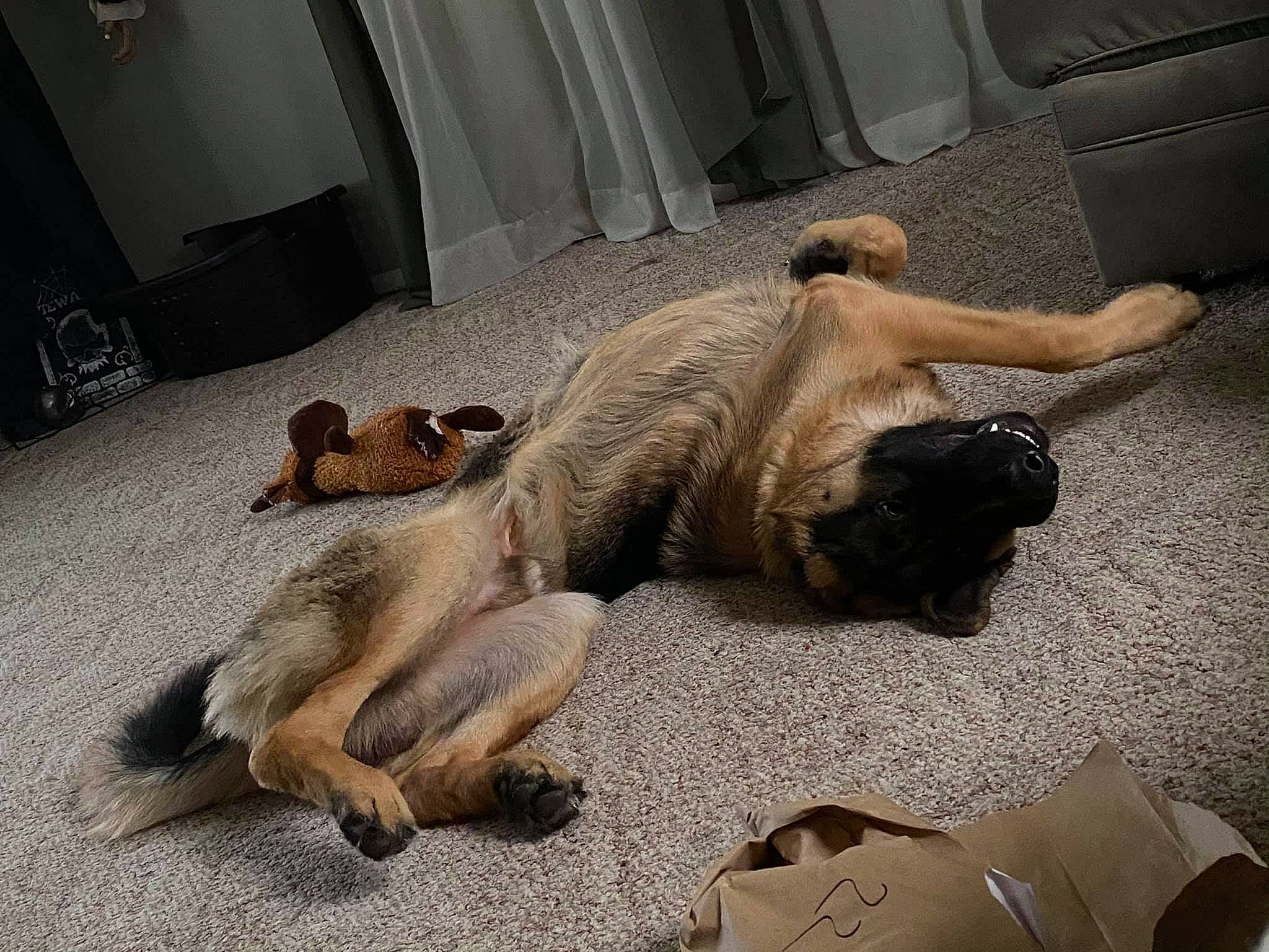 Parker joined the competition — help win amazing prizes! claw, companion_dog, dog_breed, fawn, floor, foot, fur, paw, primate, sleep, snout, terrestrial_animal, toe, zoo