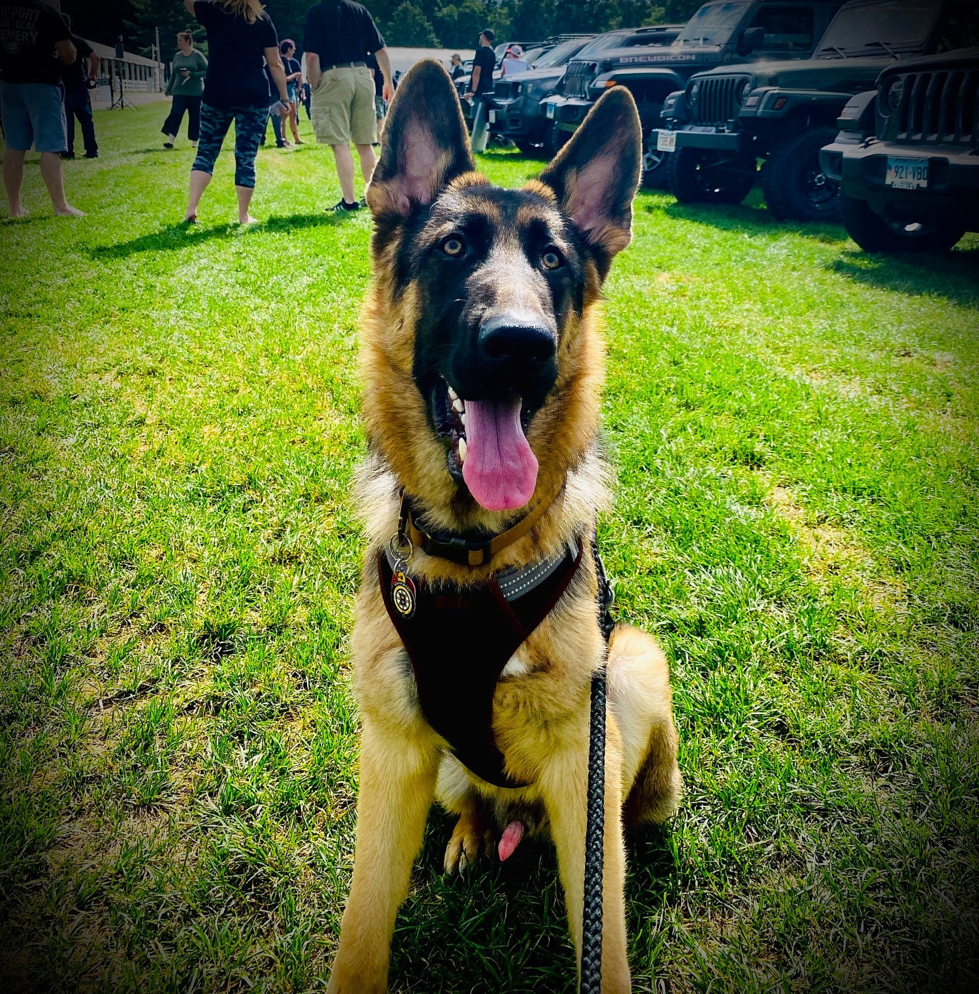 Parker James Rhodes is registered to the contest to win money with this photo: belgian_shepherd_malinois, canidae, carnivore, dog, dog_breed, ear, east_european_shepherd, german_shepherd_dog, grass, king_shepherd, kunming_wolfdog, mammal, old_german_shepherd_dog, police_dog, rare_breed_dog, shiloh_shepherd_dog, sky, snout, vertebrate, working_dog