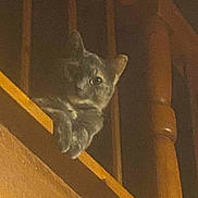 Peach joined the competition — help win amazing prizes! cat, animal, pet, wood, railing, stairs, indoor, feline, curious, dark, shadow, wooden, closeup, quiet, cozy, paws, looking, home, night, mammal