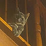 cat, animal, pet, wood, railing, stairs, indoor, feline, curious, dark, shadow, wooden, closeup, quiet, cozy, paws, looking, home, night, mammal