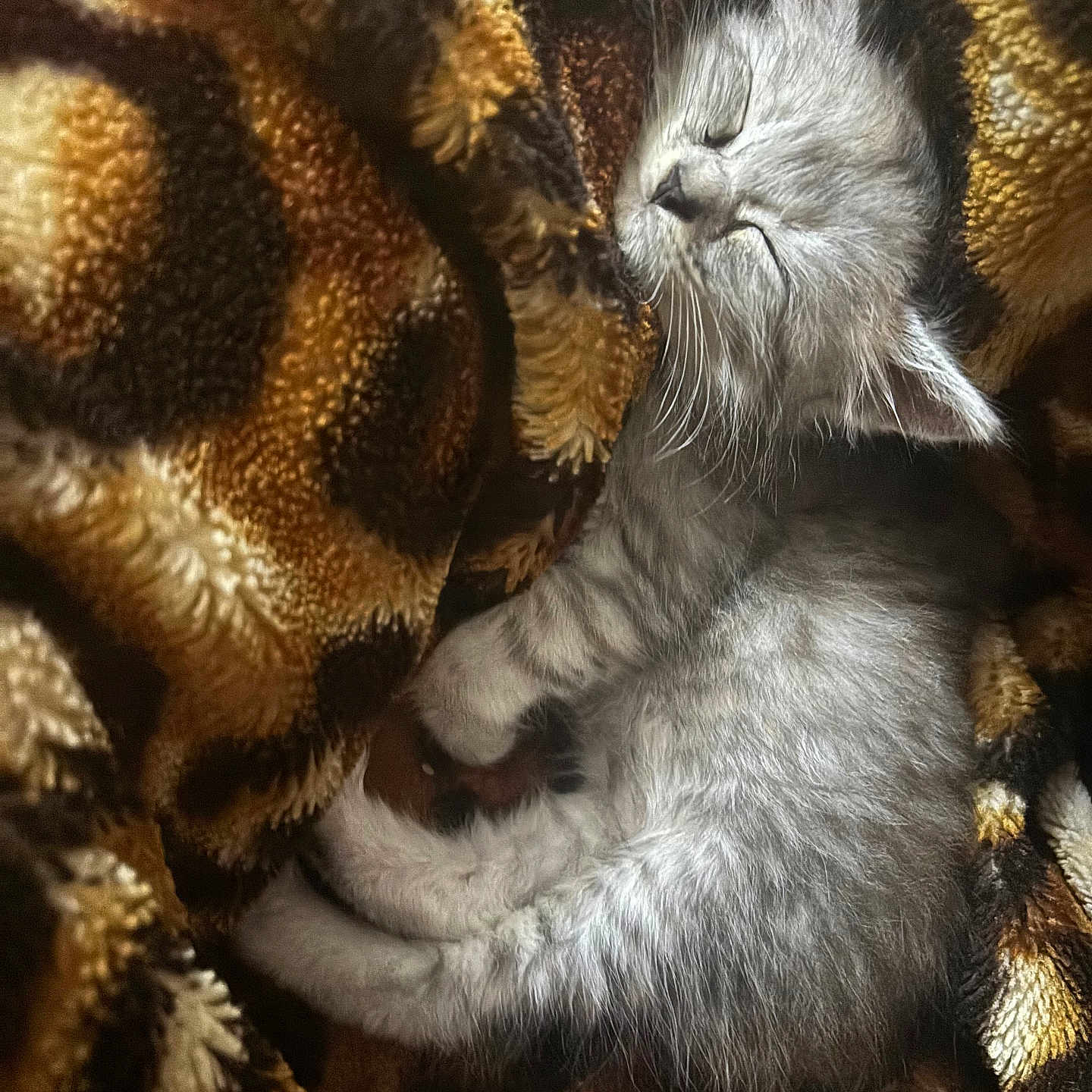 Fola participe au concours pour gagner de l'argent avec cette photo : adorable, blanket, brown_blanket, cat, close_up, cozy, curled_up, domestic_cat, fur, gray_cat, indoor, kitten, nap, pattern, paws, pet, resting, sleeping, soft_texture, whiskers