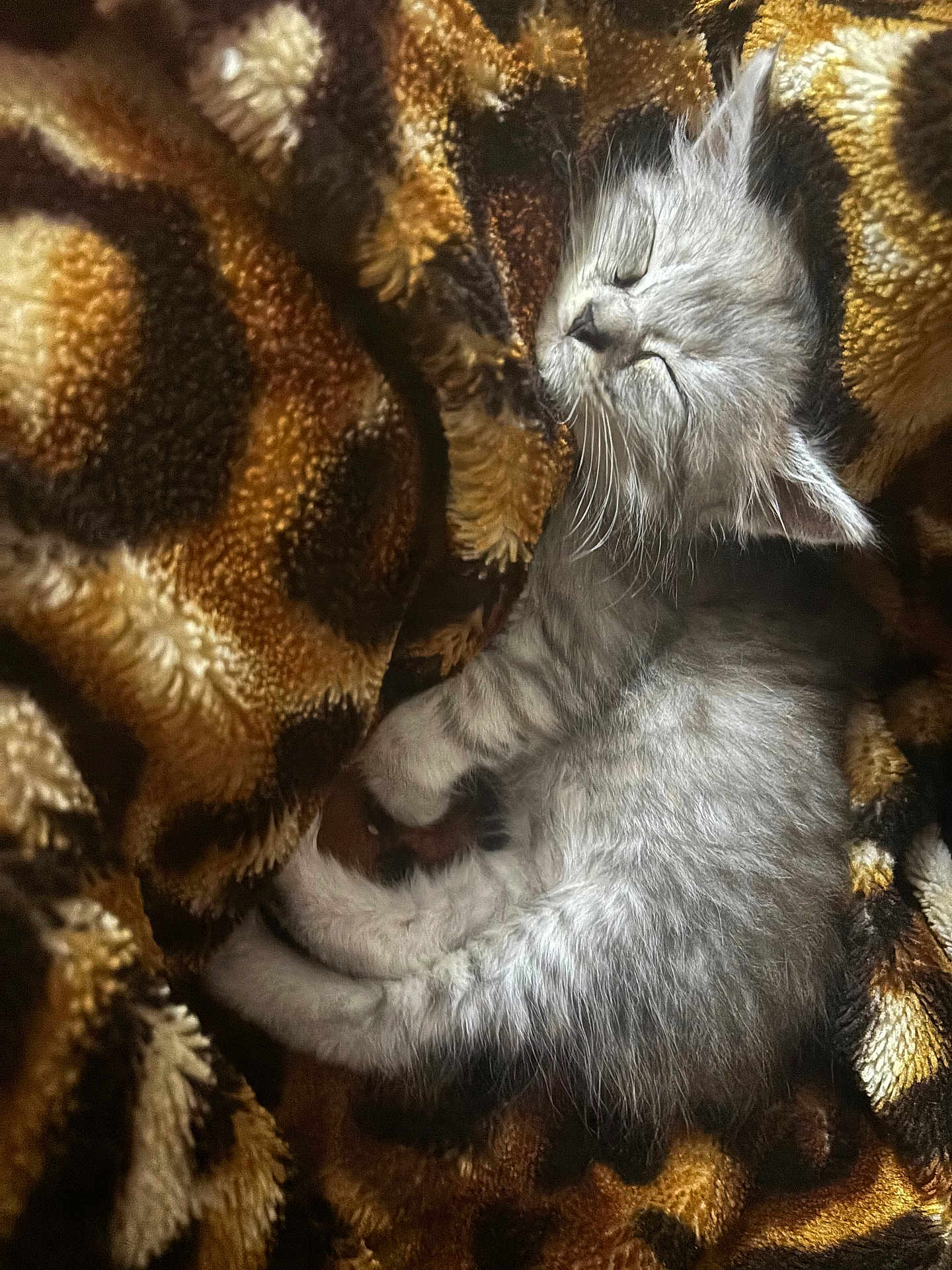 Fola participe au concours pour gagner de l'argent avec cette photo : kitten, cat, sleeping, blanket, fur, whiskers, paws, cozy, nap, soft_texture, pattern, brown_blanket, close_up, domestic_cat, indoor, curled_up, adorable, gray_cat, resting, pet