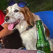 Neyro a rejoint le concours — aidez-le/la à gagner de superbes lots ! beverage, blue_chair, bottle, brown_and_white, canine, chair, collar, dog, domestic_animal, grass, happy, leisure, night, outdoor, pet, side_view, sitting, sunglasses, table, tongue_out