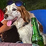 beverage, blue_chair, bottle, brown_and_white, canine, chair, collar, dog, domestic_animal, grass, happy, leisure, night, outdoor, pet, side_view, sitting, sunglasses, table, tongue_out
