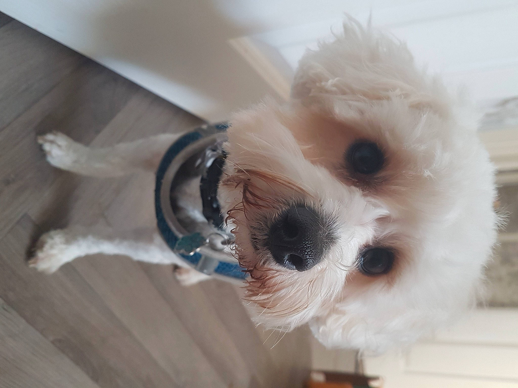 Jakey is registered to the contest to win money with this photo: carnivore, collar, companion_dog, dog, dog_breed, dog_clothes, dog_collar, dog_supply, eye, eyewear, fawn, glasses, goggles, small_terrier, snout, sunglasses, toy, toy_dog, vision_care, working_animal