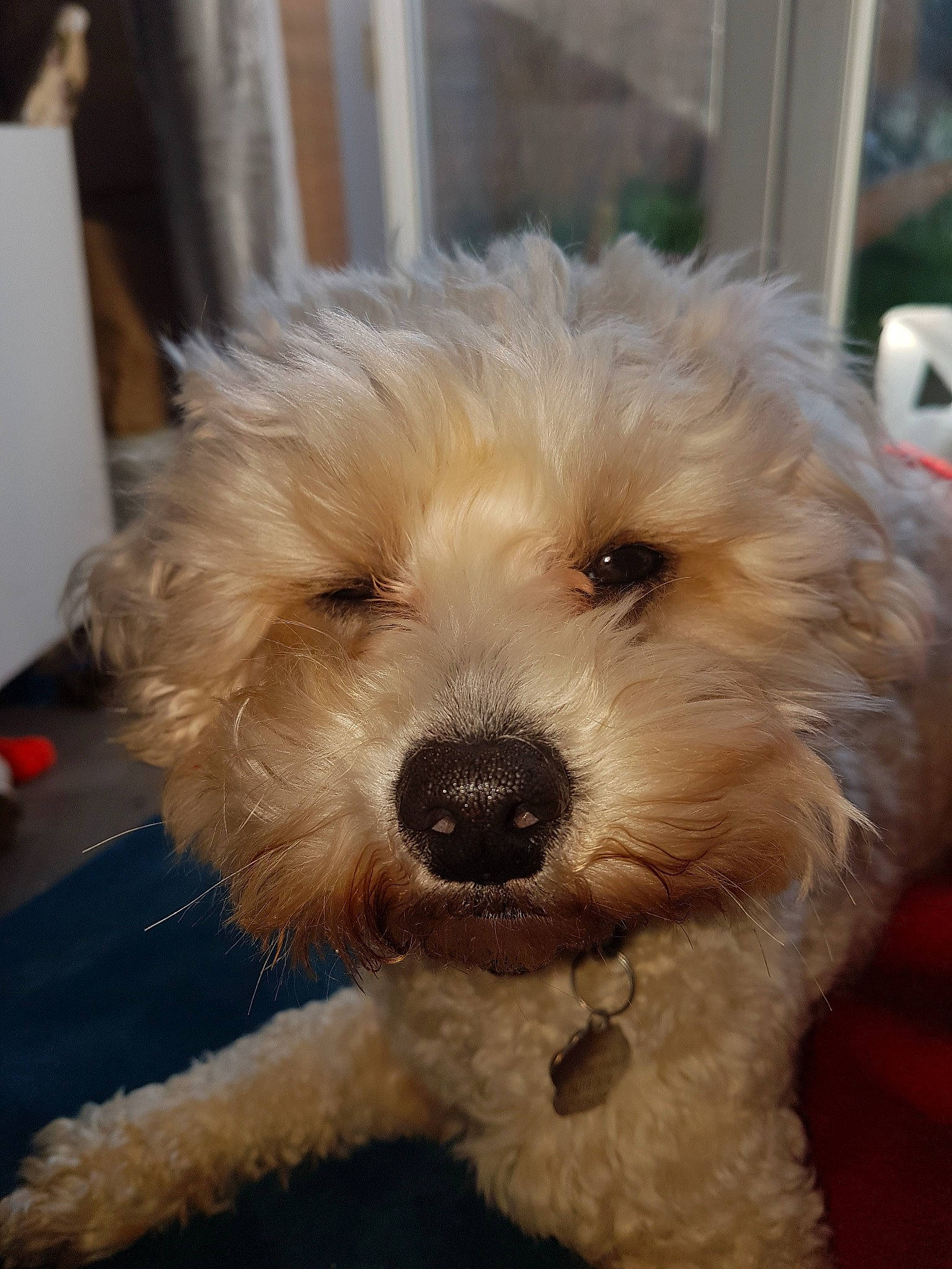 Jakey joined the competition — help win amazing prizes! canidae, carnivore, companion_dog, dog, dog_breed, fur, labradoodle, maltepoo, non_sporting_group, small_terrier, snout, sporting_group, terrier, toy_dog, water_dog, working_animal