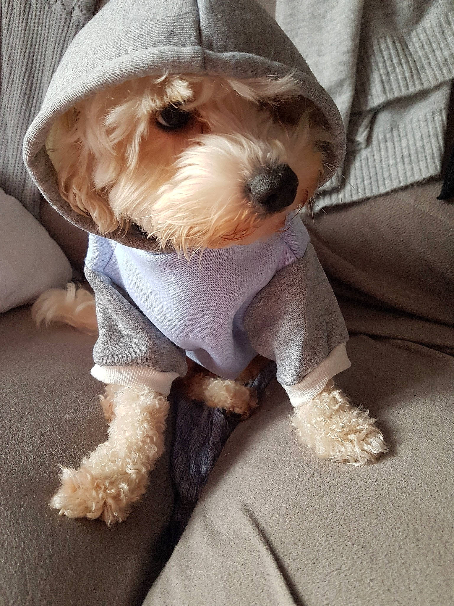 Jakey joined the competition — help win amazing prizes! canidae, carnivore, collar, companion_dog, dog, dog_breed, dog_clothes, dog_collar, dog_supply, fashion_accessory, fawn, fur, leash, maltepoo, puppy_love, small_terrier, snout, terrier, toy_dog, working_animal