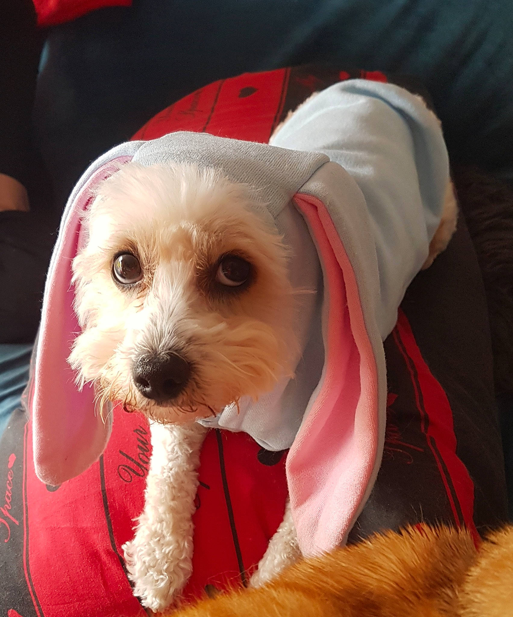 Jakey is registered to the contest to win money with this photo: bichon, carnivore, collar, companion_dog, dog, dog_breed, dog_clothes, dog_collar, dog_supply, fashion_accessory, fur, hat, leash, puppy_love, small_terrier, snout, sporting_group, terrier, toy_dog, working_animal
