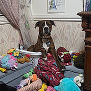 Otto is registered to the contest to win money with this photo: dog, brindle, laundry_basket, plush_toys, blanket, indoor, wallpaper, curtain, table, floor, stuffed_animals, furniture, pet, collar, decor, cozy, clutter, toy_collection, home, animal