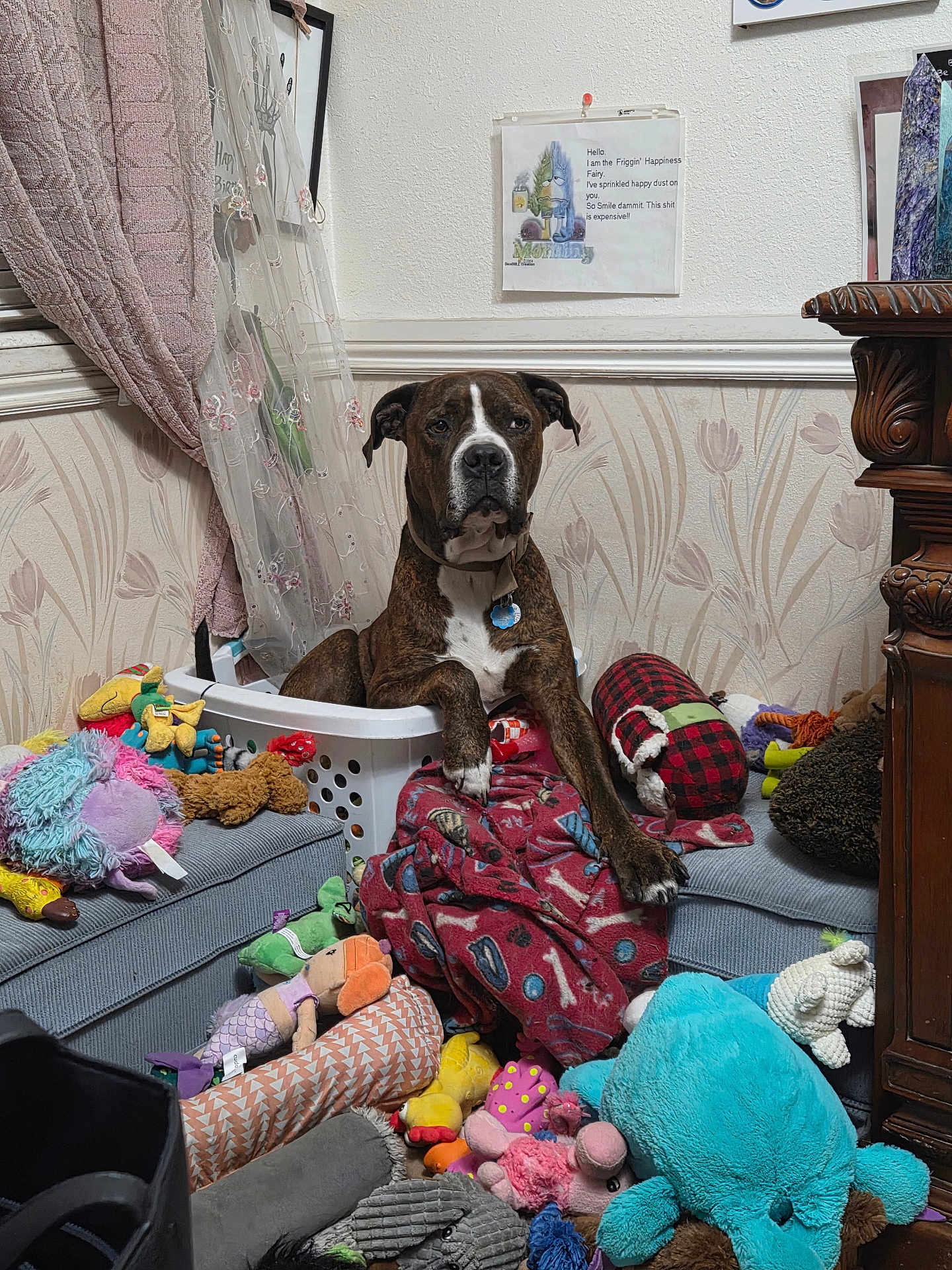 Otto is registered to the contest to win money with this photo: dog, brindle, laundry_basket, plush_toys, blanket, indoor, wallpaper, curtain, table, floor, stuffed_animals, furniture, pet, collar, decor, cozy, clutter, toy_collection, home, animal