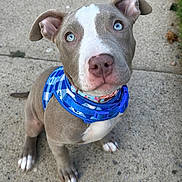 Icy is registered to the contest to win money with this photo: puppy, dog, blue_eyes, harness, blue_harness, sidewalk, concrete, outdoor, pet, animal, cute, sitting, looking_up, ears, nose, paws, short_hair, young_dog, collar, playful