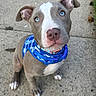 puppy, dog, blue_eyes, harness, blue_harness, sidewalk, concrete, outdoor, pet, animal, cute, sitting, looking_up, ears, nose, paws, short_hair, young_dog, collar, playful