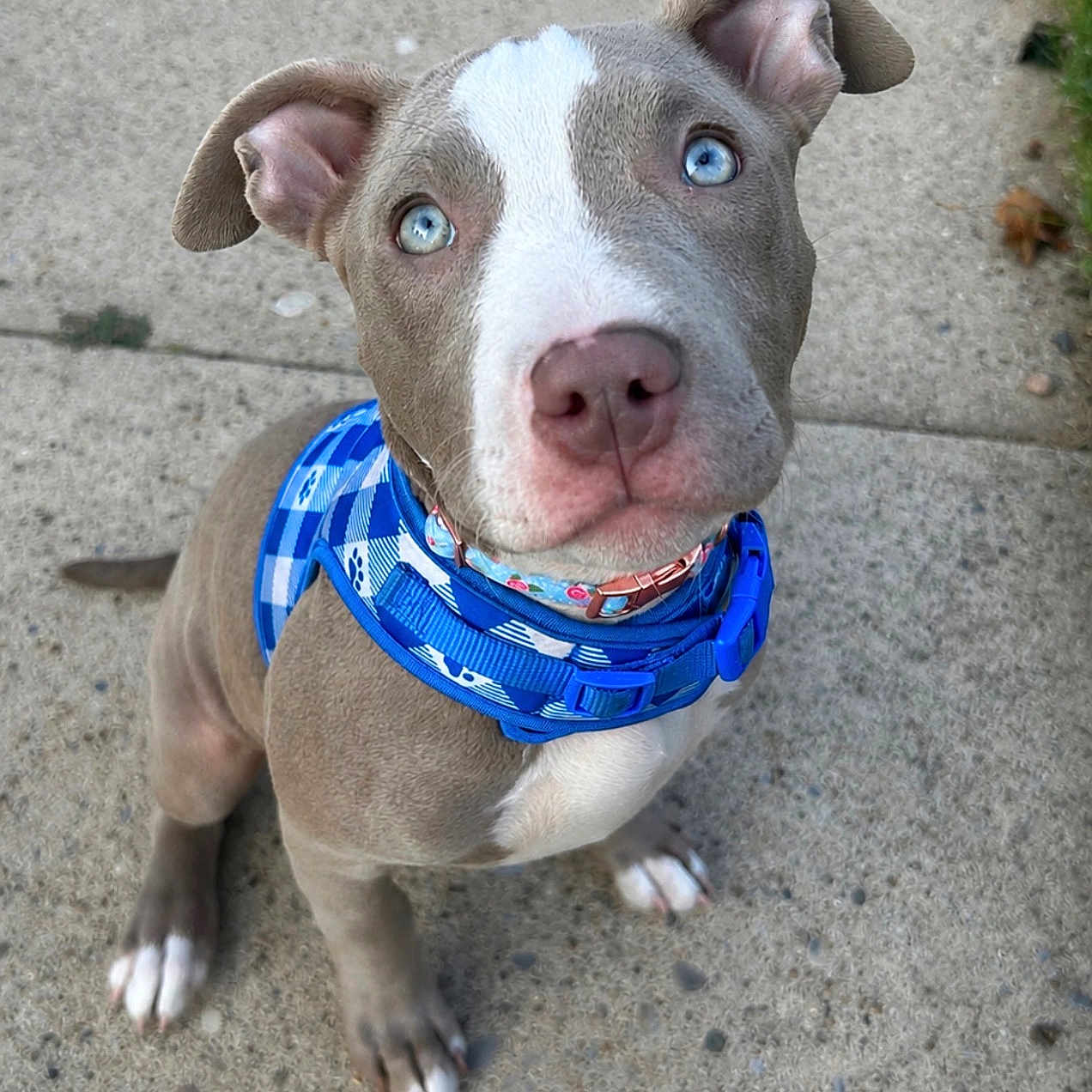 Icy is registered to the contest to win money with this photo: puppy, dog, blue_eyes, harness, blue_harness, sidewalk, concrete, outdoor, pet, animal, cute, sitting, looking_up, ears, nose, paws, short_hair, young_dog, collar, playful