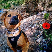 Violette participe au concours pour gagner de l'argent avec cette photo : animal, brown_fur, canine, collar, daytime, dog, environment, flower, greenery, harness, nature, outdoor, pet, plants, poppy, portrait, riverbank, rocky, sitting, sunlight