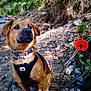 animal, brown_fur, canine, collar, daytime, dog, environment, flower, greenery, harness, nature, outdoor, pet, plants, poppy, portrait, riverbank, rocky, sitting, sunlight