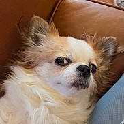 Paisley joined the competition — help win amazing prizes! dog, fluffy, close_up, brown_leather, couch, pet, side_eye, fur, ears, relaxed, indoor, domestic_animal, canine, muzzle, whiskers, snout, portrait, companion, animal, cute