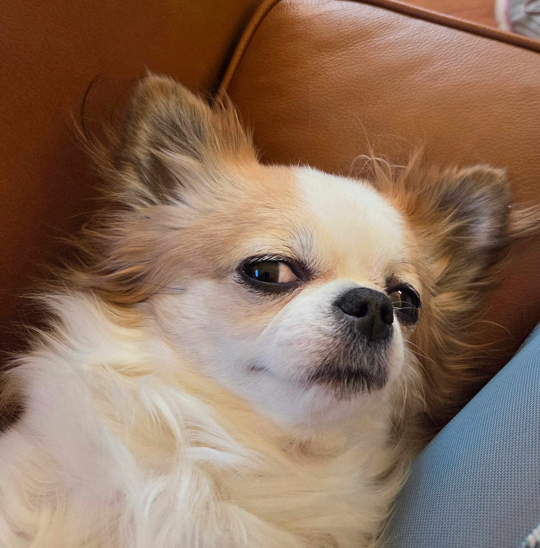 Paisley joined the competition — help win amazing prizes! dog, fluffy, close_up, brown_leather, couch, pet, side_eye, fur, ears, relaxed, indoor, domestic_animal, canine, muzzle, whiskers, snout, portrait, companion, animal, cute