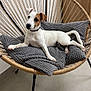 animal, canine, dog, dogbed, pet
