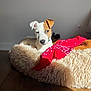 animal, blanket, canine, cat, couch, cushion, dog, dogbed, furniture, hardwood, homedecor, hound, pet, pointer, puppy, terrier, whitedog, wood