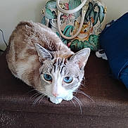 Sadie Eleanor joined the competition — help win amazing prizes! animal, bag, blue_eyes, brown_surface, cat, close_up, colorful, cute, domestic_animal, ears, face, feline, fur, household, illustration, indoor, pattern, pet, resting, whiskers