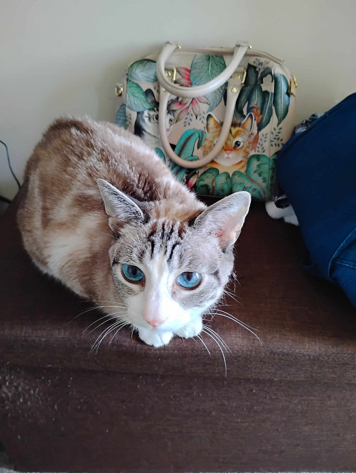 Sadie Eleanor joined the competition — help win amazing prizes! animal, bag, blue_eyes, brown_surface, cat, close_up, colorful, cute, domestic_animal, ears, face, feline, fur, household, illustration, indoor, pattern, pet, resting, whiskers