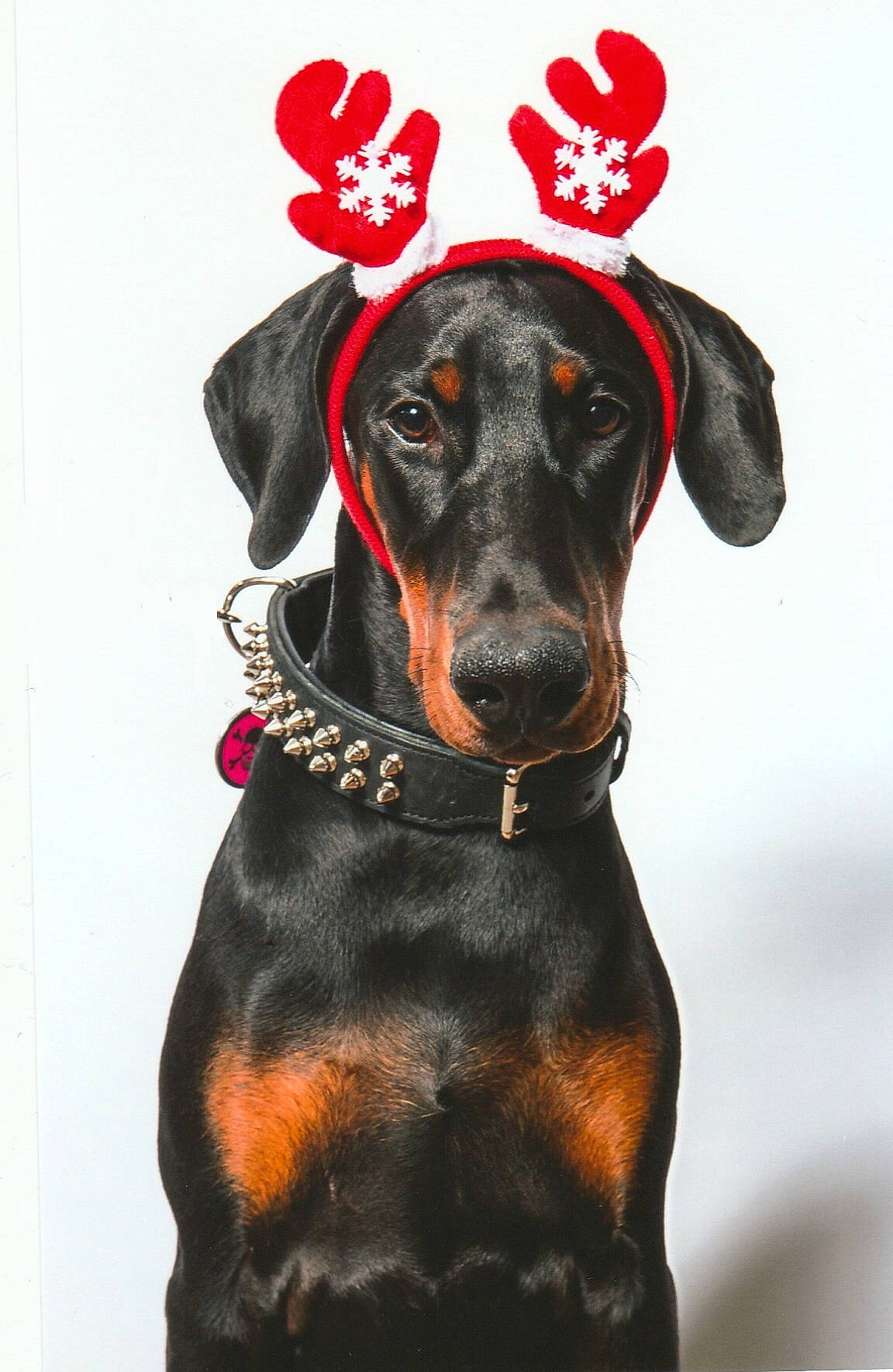 Xena participe au concours pour gagner de l'argent avec cette photo : canidae, carnivore, collar, dobermann, dog, dog_breed, dog_collar, ear, fawn, german_pinscher, guard_dog, hunting_dog, mammal, pinscher, snout, working_dog