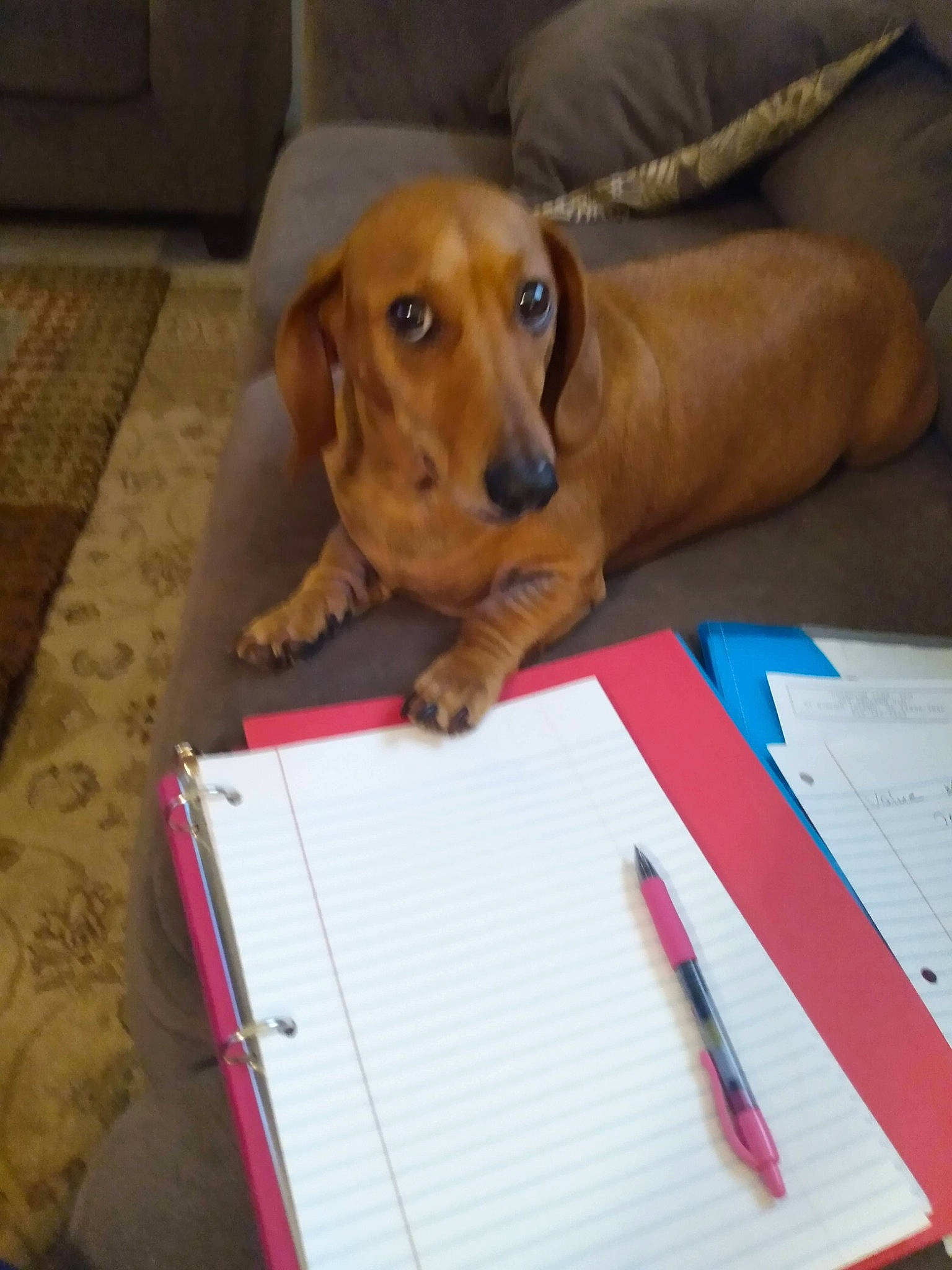 Sparky is registered to the contest to win money with this photo: carnivore, companion_dog, dog, dog_breed, fawn, flooring, handwriting, hardwood, hound, liver, office_instrument, office_supplies, pen, stationery, whiskers, wood, working_animal, writing, writing_implement, writing_instrument_accessory