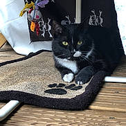 Lou participe au concours pour gagner de l'argent avec cette photo : cat, black_and_white, pet, mat, paw_print, wooden_floor, toy, hanging_toy, indoor, relaxed, animal, feline, whiskers, ears, eyes, resting, portrait, close_up, cute, domestic_animal