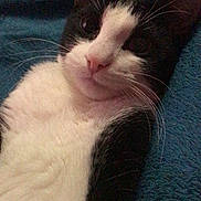 Tuxedo joined the competition — help win amazing prizes! cat, black_and_white, pet, feline, animal, indoor, blanket, blue, fur, whiskers, cute, relaxed, lying_down, close_up, portrait, face, ears, nose, eyes, cozy