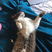Clueless joined the competition — help win amazing prizes! cat, fluffy, stretching, blue_blanket, bed, laptop, clothing, indoor, relaxed, pet, whiskers, fur, paw, striped_bed_sheet, usb_cable, resting, domestic_animal, sleepy, cozy, household