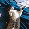 cat, fluffy, stretching, blue_blanket, bed, laptop, clothing, indoor, relaxed, pet, whiskers, fur, paw, striped_bed_sheet, usb_cable, resting, domestic_animal, sleepy, cozy, household