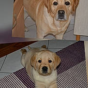 Heroes participe au concours pour gagner de l'argent avec cette photo : dog, labrador_retriever, puppy, adult_dog, indoor, floor, rug, toy, rope_toy, tile_floor, brown_dog, pet, animal, canine, cute, young_dog, laying_down, standing, household, domestic_animal