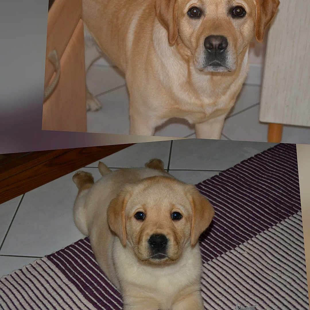 Heroes participe au concours pour gagner de l'argent avec cette photo : dog, labrador_retriever, puppy, adult_dog, indoor, floor, rug, toy, rope_toy, tile_floor, brown_dog, pet, animal, canine, cute, young_dog, laying_down, standing, household, domestic_animal