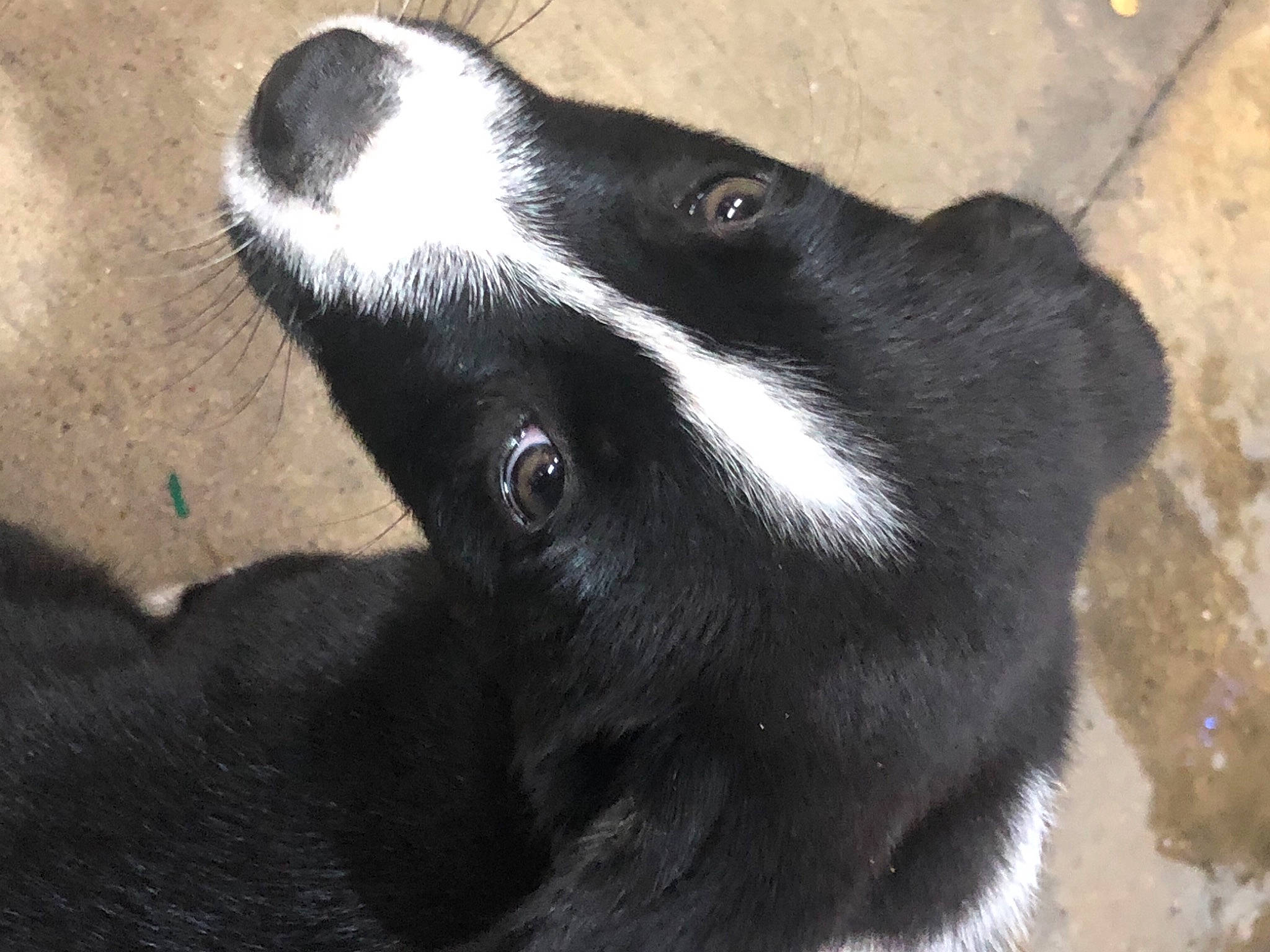 Toph joined the competition — help win amazing prizes! borador, border_collie, canidae, carnivore, dog, dog_breed, mammal, snout, sporting_group, vertebrate