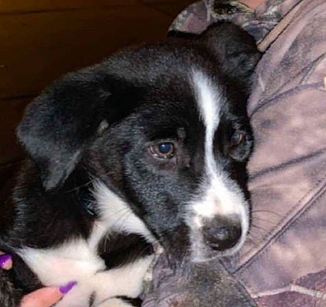 Toph joined the competition — help win amazing prizes! borador, border_collie, canidae, carnivore, dog, dog_breed, herding_dog, labrador_husky, mammal, mcnab, nose, puppy, rare_breed_dog, siberian_husky, snout, sporting_group, vertebrate, whiskers, working_dog