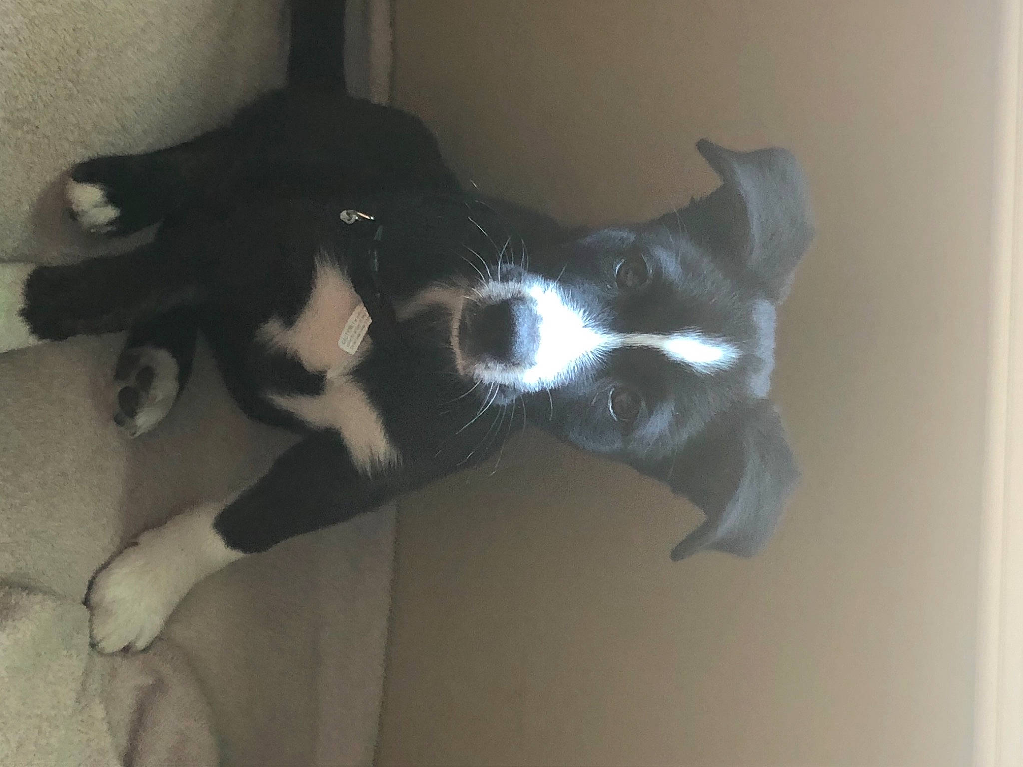 Toph is registered to the contest to win money with this photo: border_collie, canidae, carnivore, cat, dog, dog_breed, felidae, karelian_bear_dog, non_sporting_group, paw, polydactyl_cat, siberian_husky, small_to_medium_sized_cats, tail, whiskers