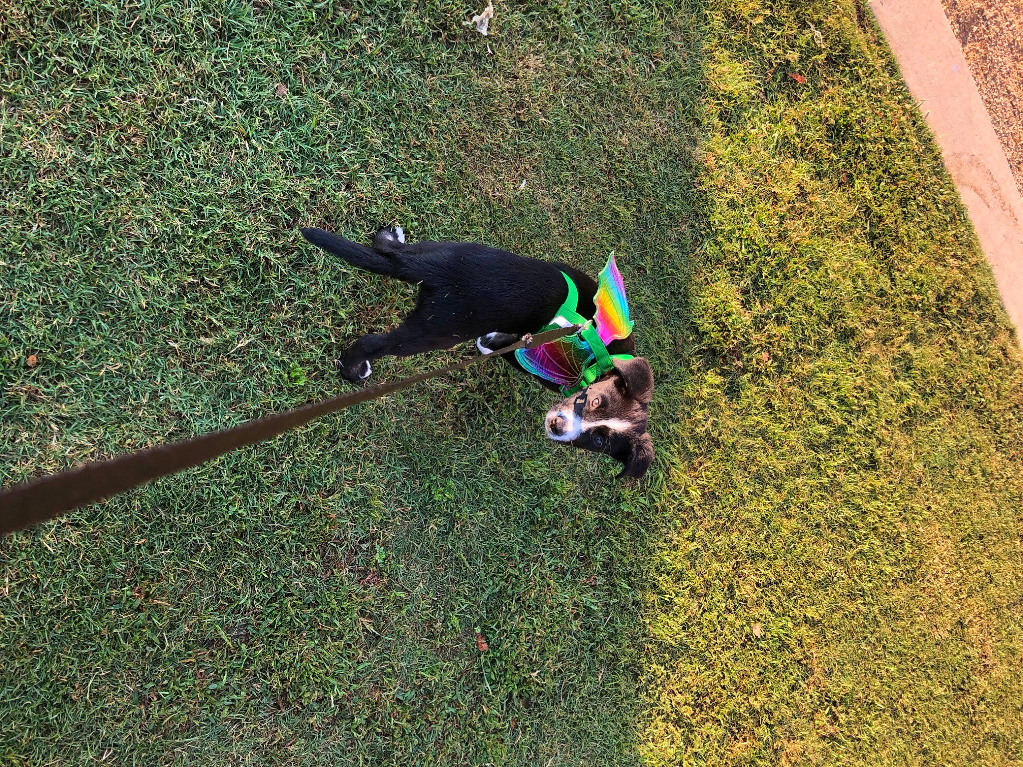 Toph joined the competition — help win amazing prizes! canidae, fun, grass, grass_family, lawn, plant, shadow, sporting_group, tree