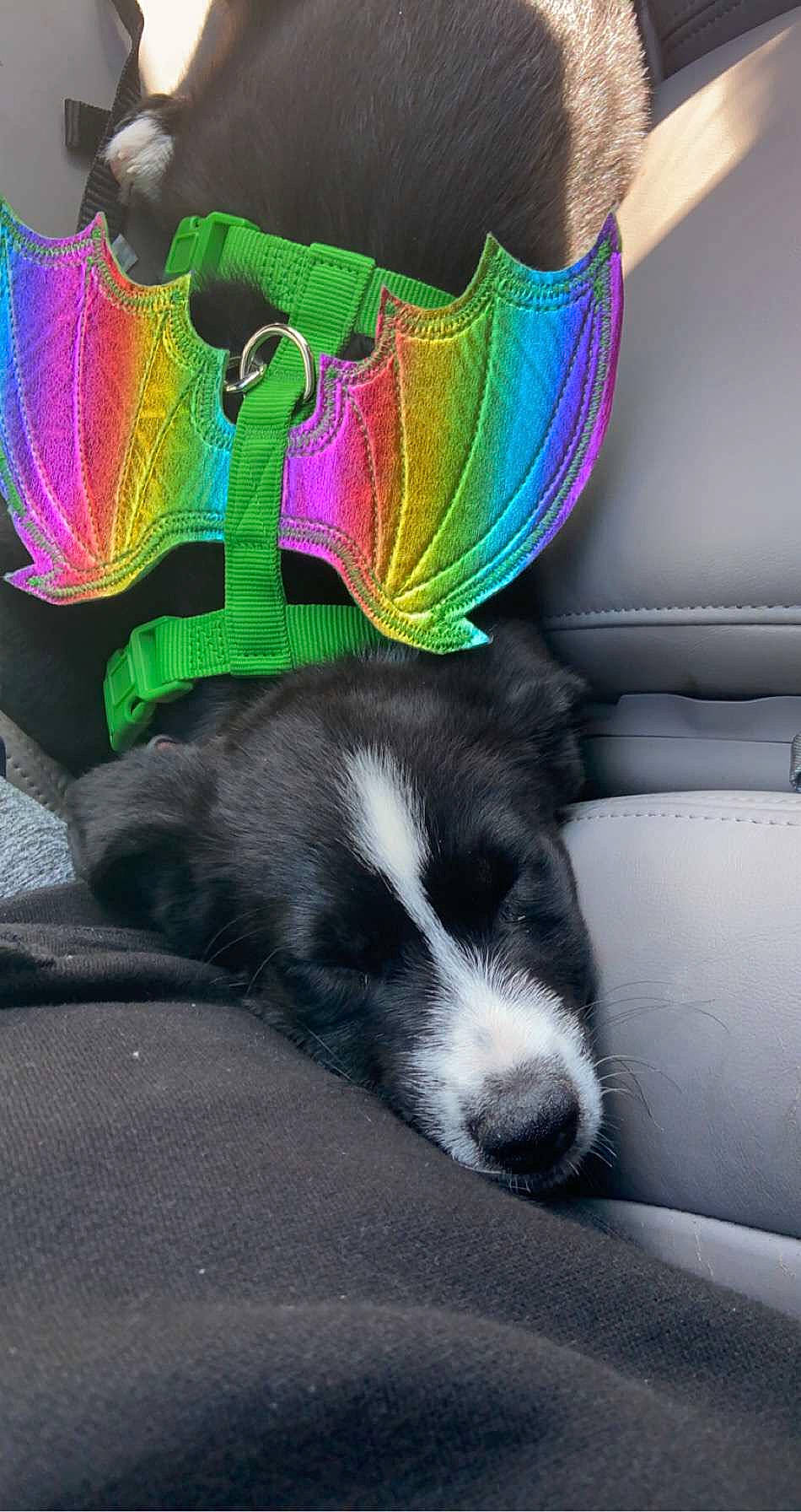 Toph joined the competition — help win amazing prizes! border_collie, canidae, carnivore, dog, dog_breed, mammal, puppy, siberian_husky, sporting_group