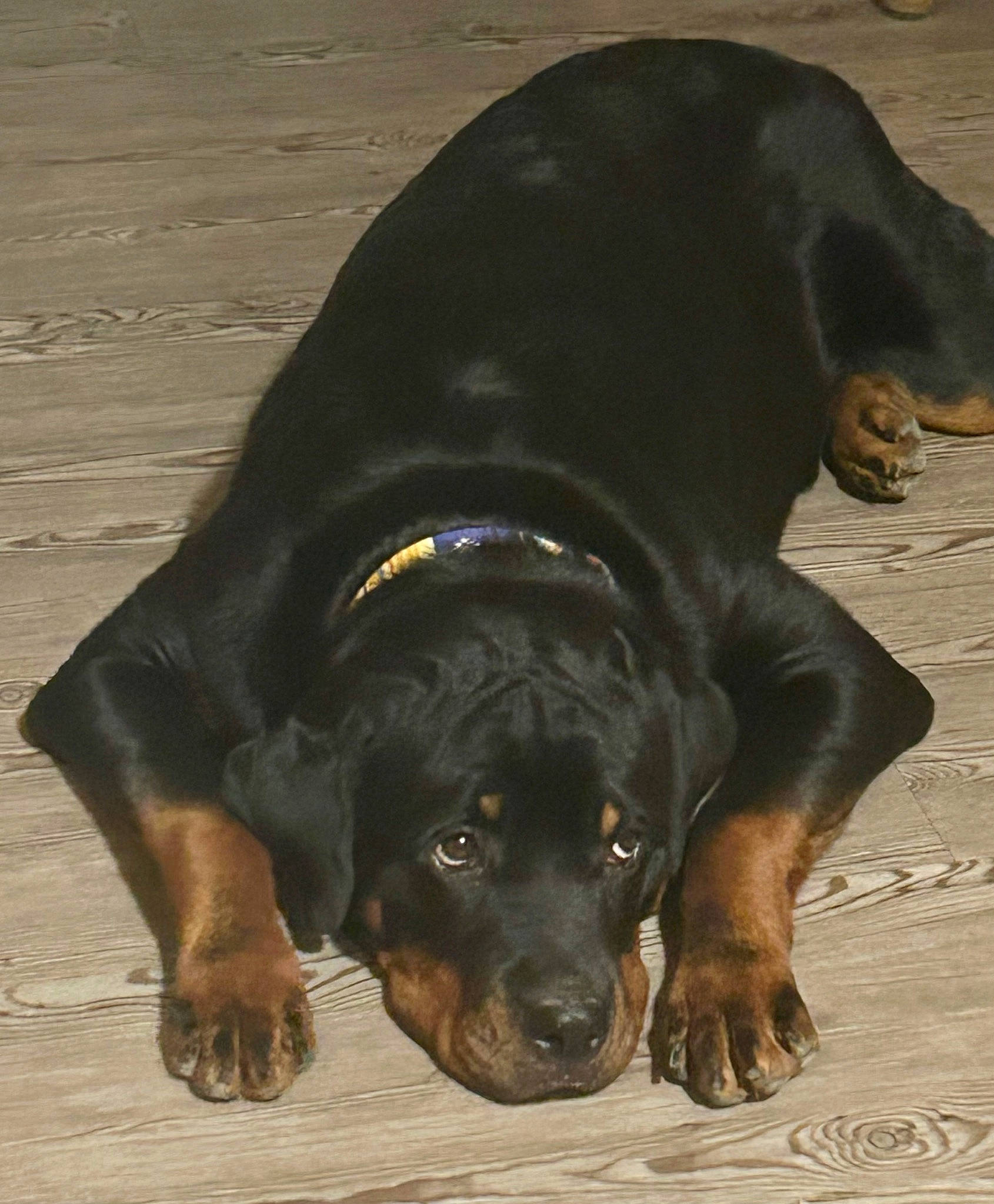 Nova joined the competition — help win amazing prizes! austrian_black_and_tan_hound, canidae, carnivore, companion_dog, dog, dog_breed, fur, guard_dog, hound, hunting_dog, liver, montenegrin_mountain_hound, paw, pet_supply, plant, scent_hound, sporting_group, terrestrial_animal, working_animal, working_dog