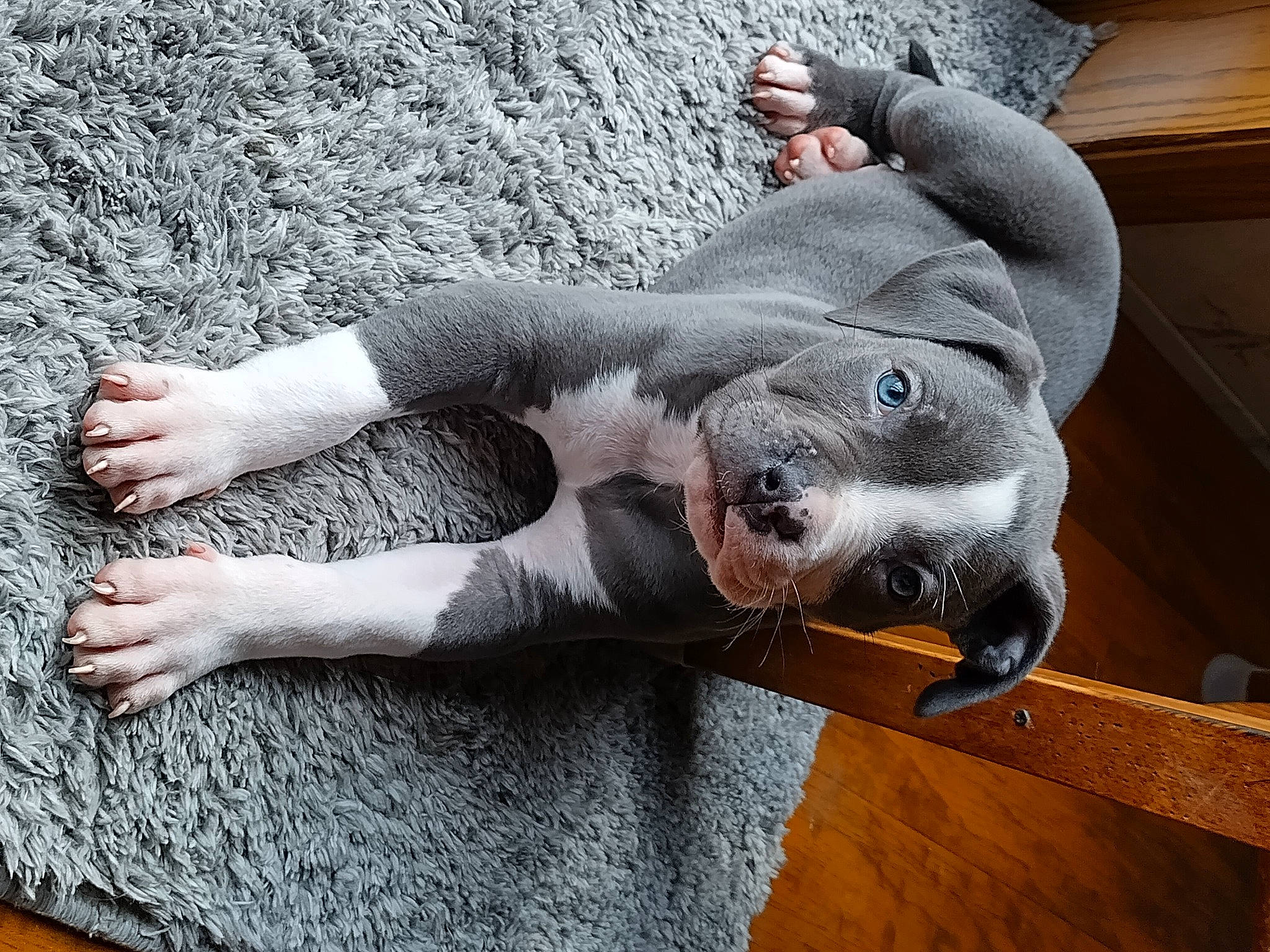 Jaxson joined the competition — help win amazing prizes! canidae, carnivore, comfort, companion_dog, dog, dog_breed, fawn, fur, grey, non_sporting_group, paw, snout, sporting_group, tail, terrestrial_animal, toy, vertebrate, wood, working_animal